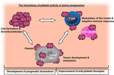 Frontiers | Editorial: The Role Of Platelets In Cancer Progression And ...